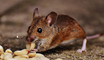 24 Hour & Emergency Exterminators in N Mankato, MN